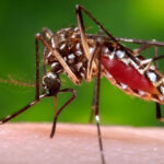 Dengue havoc after corona and monkeypox in Delhi