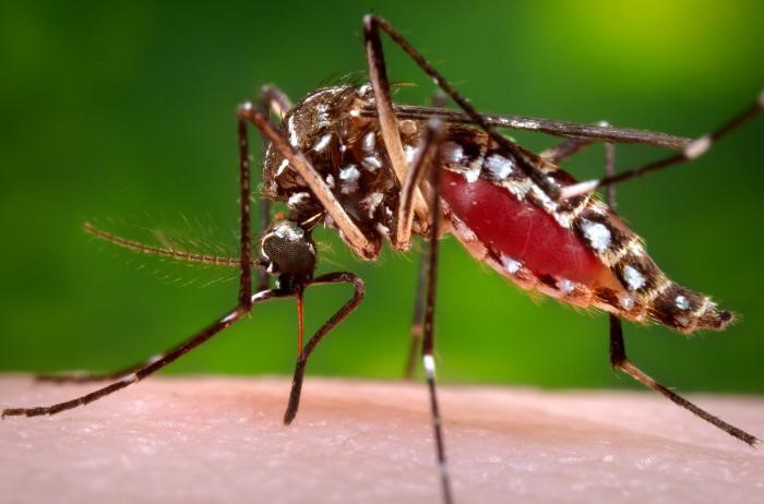 Dengue havoc after corona and monkeypox in Delhi