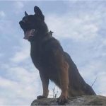 Army dog Zoom fights terrorists despite being hit by two bullets