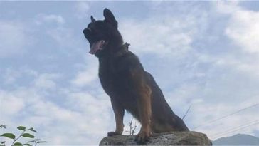 Army dog Zoom fights terrorists despite being hit by two bullets